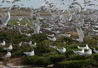 gulls-and-terns